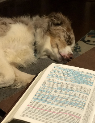An Australian shepherd resting beside an open, highlighted Bible